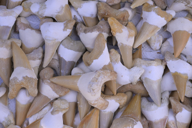 Dents de Requin fossiles